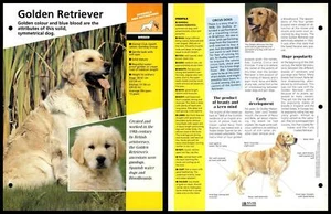 Golden Retriever - Breed - Dogs Of The World Atlas Fact File Card - Picture 1 of 1