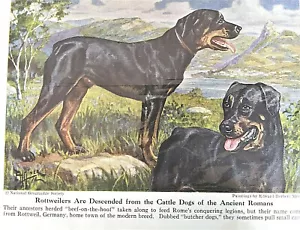 E H Miner Rottweiler 1941 Revista National Geographic - Imagen 1 de 3