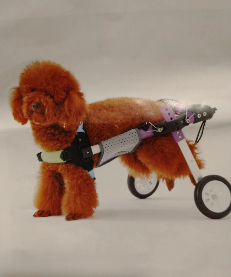 Silla de ruedas para mascotas de dos ruedas RUNMIND con soporte abdominal - caja abierta talla S Foto 1 de 4