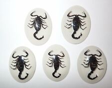 Insect Cabochon Black Scorpion Specimen Oval 30x40 mm on White 5 pieces Lot