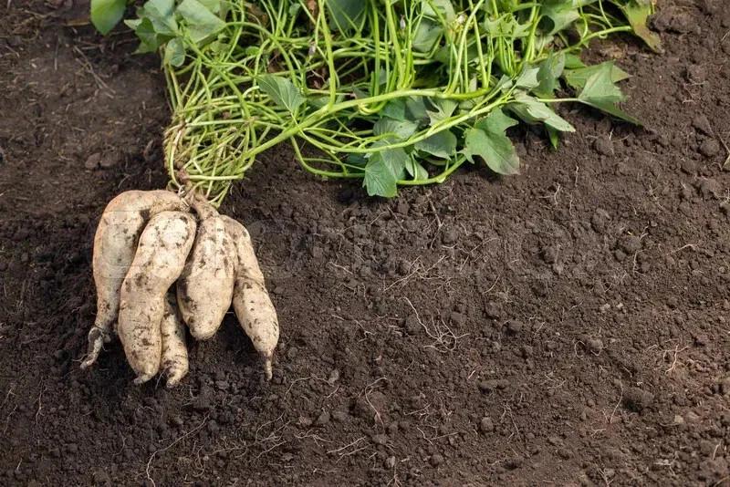 SWEET POTATO WHITE SEEDS Vegetable Garden Sweet Potato White Seed Potatoes - Image 1 of 1