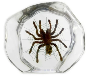 Real Tarantula Specimen Desktop Decoration- 1pc - Picture 1 of 2