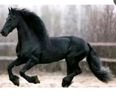 Racing Horse Force with Blue, or Black Cap CEN Racing - Image 1 of 3