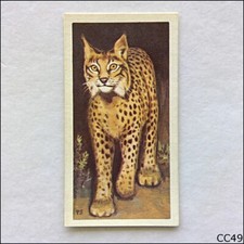 Brooke Bond Tea Card Wildlife In Danger 1963 #9 Spanish Lynx (CC49)