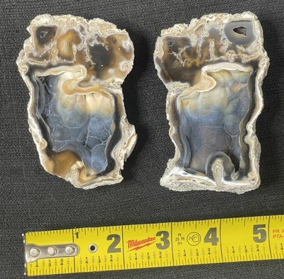 Coral Agatizado - Par Pulido Corte y Borde - Ágata Fósil Tampa Bay Florida Foto 1 de 4