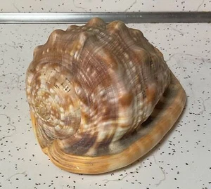LARGE CASSIS RUFA CAMEO SEASHELL SEA SHELL DISPLAY Shell  - Picture 1 of 4