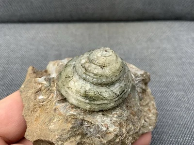 Rare Fossil Gastropod Scunthorpe, Unidentified sp 200 Million Years Old, England - Image 1 of 4