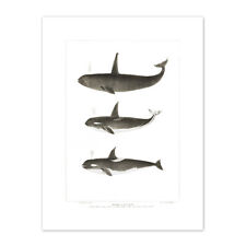 Orca Killer Whales Print Canvas Premium Wall Decor Poster