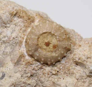 Riccio di mare, Diplopodia pentagona, Giura, Bathon, Luc-sur-Mer, Francia -eb8819 - Foto 1 di 6