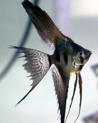 Pinoy Angelfish - Image 1 of 2