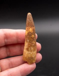  "Diente de dinosaurio Spinosaurus 2,44"" 1697" - Imagen 1 de 2