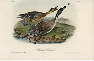 Audubon Pintail Duck Plate 390 - Auténtico Birds Of America Lockwood Edition - Imagen 1 de 3