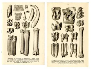 1910 FRAAS PREHISTORIC FOSSILS LITHOGRAPH rhino, snake, turtle, bird, deer, ... - Picture 1 of 5