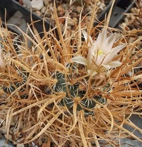 Toumeya papyracantha SB172 Seeds X 6, SEEDS! - Picture 1 of 2