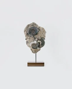 Fossil Aegasteroceras sagittarium Stellar | Asteroceras obtusum Ammonites - Picture 1 of 10