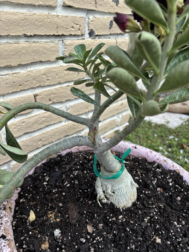 Adenium Desert Rose Exotic Plant With Purple Flowers Triple Round Petal - Image 1 of 4