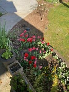 15-plus Fresh Tulip Bulbs in Reds, Pinks