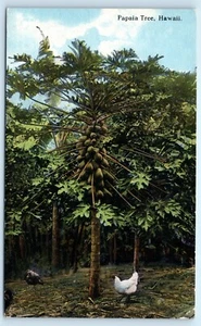 POSTAL Papaia Tree Hawaii Comité de Promoción Honolulu - Imagen 1 de 2