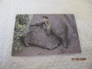 Frühling für Schildkröten 1981 Don Davis Postkarte - Bild 1 von 2