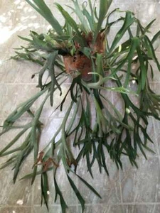 Sporenart Platycerium Patra Garten #3 Hirschhornfarn aus Artandpflanzen selten - Bild 1 von 6