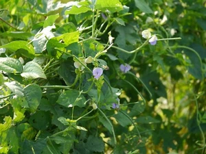 Snake bean, Vigna unguiculata ssp sesquipedalis 12 beans, Asaparaguse bean seeds - Picture 1 of 6