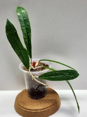 Hoya Rigidifolia splash (rare) - nice colors - new growth🌸 - Image 1 of 4