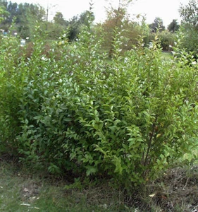 Ovalblättriger Liguster Mammoth 40-60cm - Ligustrum ovalifolium - Bild 1 von 1