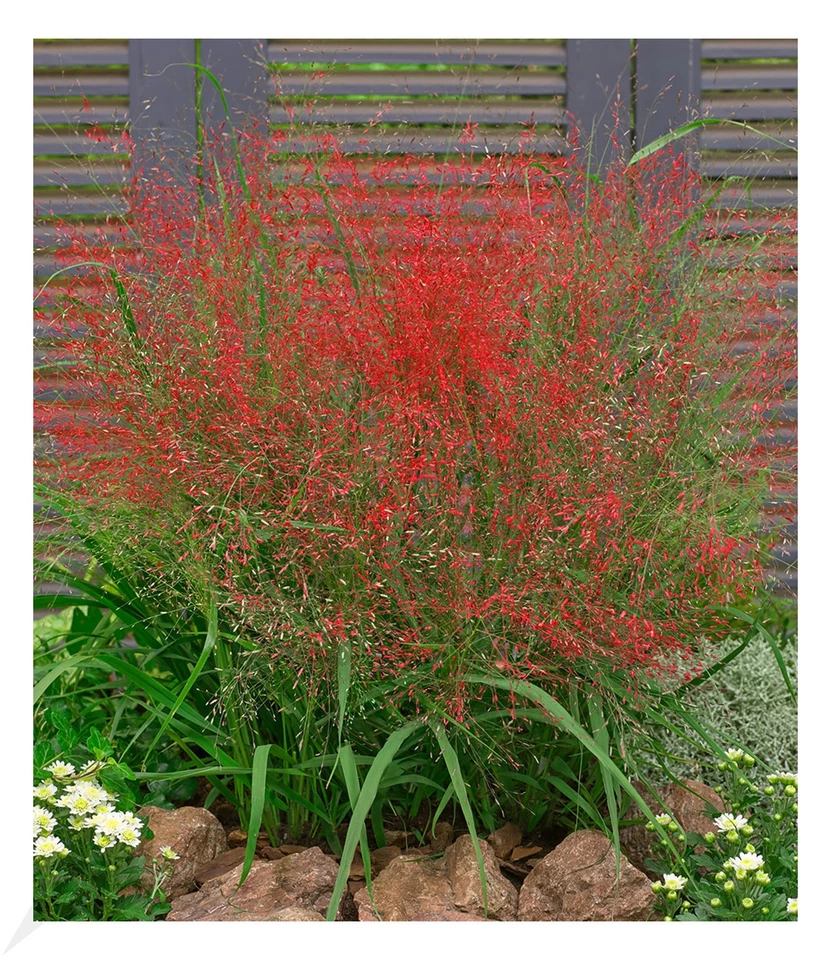 Rotes Liebesgras, 3 Pflanzen Eragrostis spectabilis - Bild 1 von 1