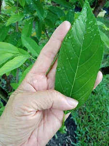100+ FRESCHE Zucchero Foglie di Mela Crema Mela Ceylon Weli Anoda Foglie Biologiche - Foto 1 di 5