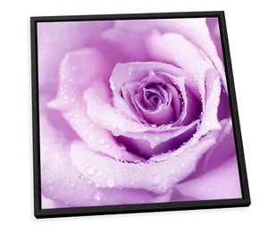 Plum Floral Flower Rose Purple CANVAS FLOATER FRAME Wall Art Square Print - Picture 1 of 13