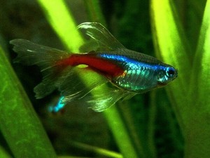 Tetra 和平鱼类热带鱼活体水族箱 eBay