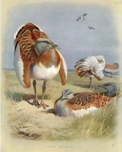 Quadro acquerello vintage Great Bustard Archibald Thorburn's Birds PL 60 1/5 - Foto 1 di 6