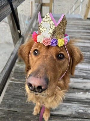 Dog birthday Crown Hat, Dog Glitter Crown, Dog Photo Prop, Birthday Party Hat - Image 1 of 4