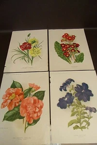 Set Of Four Amateur Gardening Chromolithograph Prints 1891 - Picture 1 of 10