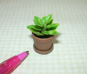 Miniature Dainty House Plant #9 in Aged Resin Terracotta Pot: DOLLHOUSE 1:12 - Picture 1 of 2