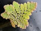 Aquatic Water Fern Plant For Frog Pond water PotOr Water Feature Great Miniature