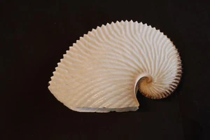 'Paper Argonaut' seashell (B) - Picture 1 of 4