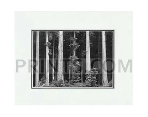 Ansel Adams Redwoods LG mate - Imagen 1 de 1
