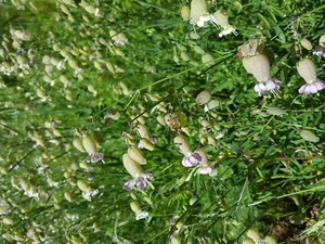COLLEJAS Exquisita Silene Vulgaris DELICIOSA 1000 Semillas seeds - Picture 1 of 1
