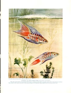 Courting of the Bubble Fish  Illustration 1926 - Picture 1 of 1