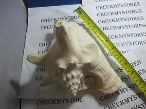 VINTAGE  DEEP OCEAN HELMET CONCH SEA SHELL 10"X8"X7" - Picture 1 of 4