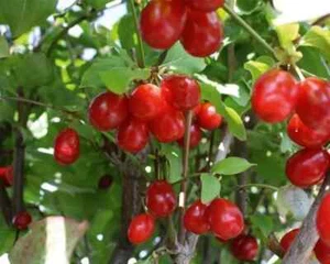 CORNUS MAS „Cultivar Grande Russo“, Hartriegelkirsche – 5 frische Samen - Bild 1 von 2