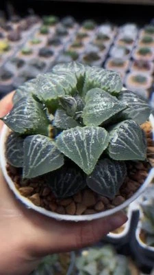 Haworthia Badia " Spring Thunder" Large 10cm Succulent  - Image 1 of 4