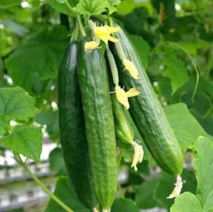 JAPANESE LONG BURPLESS CUCUMBER SEEDS Vegetable Seeds Japanese Cucumber Kyuri - Picture 1 of 1
