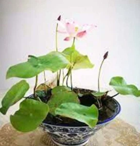 10 Mixed Lotus Bowl Water Lily Seeds -2024NEW! - Picture 1 of 4