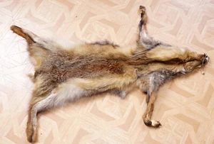Schönes Fuchsfell mit Bescheinigung Fox Fur - Bild 1 von 2
