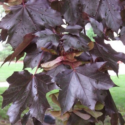 10+ FAST GROWING TREE | Crimson King Norway Maple Seeds | Acer platanoides - Image 1 of 2