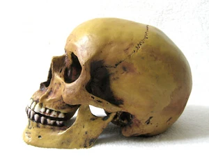 Anatomie Schädel mit Unterkiefer Anatomieschädel Totenkopf Replik - Bild 1 von 8