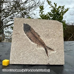 Knightia alta fish fossil in matrix - genuine specimen from eocene usa - - Picture 1 of 1
