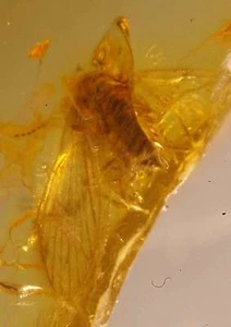 Fossil Fly en ámbar báltico genuino - Imagen 1 de 1